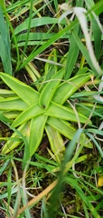 Pinguicula