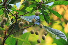 Elaeocarpus apiculatus