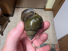 Cipangopaludina chinensis