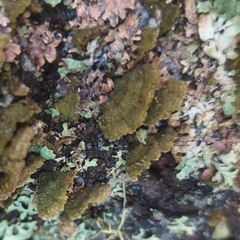 Trichaptum abietinum