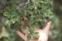 Quercus invaginata