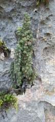 Erica occulta