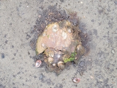 Limulus polyphemus