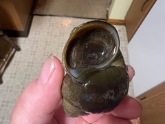 Cipangopaludina chinensis