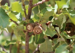 Quercus invaginata