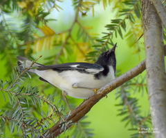 Setophaga caerulescens