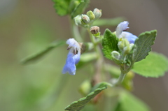 Salvia ballotiflora