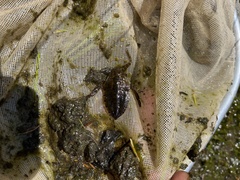 Lethocerus americanus