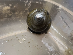 Cipangopaludina chinensis