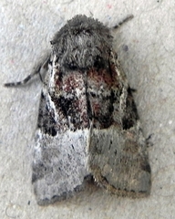 Meropleon diversicolor