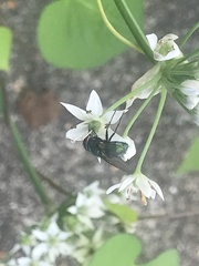 Lucilia coeruleiviridis