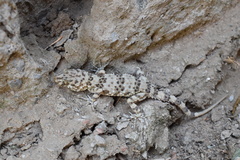 Tenuidactylus caspius