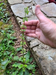 Salvia lyrata