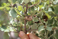 Quercus invaginata