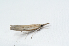 Fissicrambus mutabilis