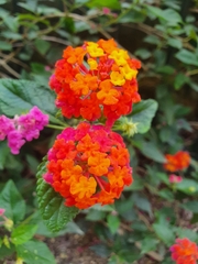 Lantana camara