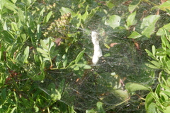Cyrtophora citricola