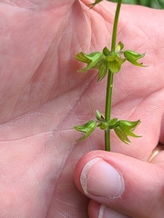 Salvia lyrata