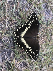 Papilio palamedes