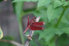 Neurothemis fulvia