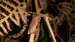 Dendropsophus columbianus