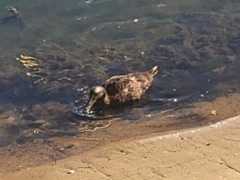 Somateria mollissima