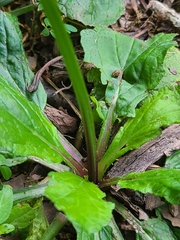 Salvia lyrata