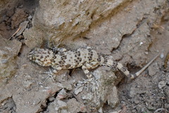 Tenuidactylus caspius