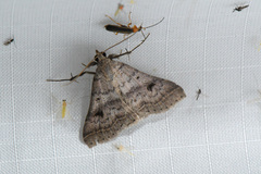 Bleptina caradrinalis