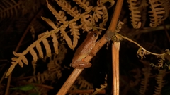 Dendropsophus columbianus