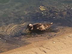 Somateria mollissima