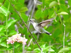 Archilochus colubris