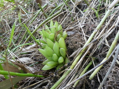 Haworthia turgida