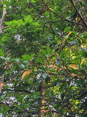 Elaeocarpus apiculatus