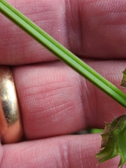 Salvia lyrata