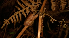 Dendropsophus columbianus