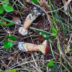 Suillus clintonianus