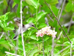 Archilochus colubris