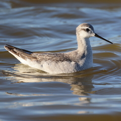 Phalaropus tricolor