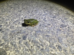 Hyla simplex