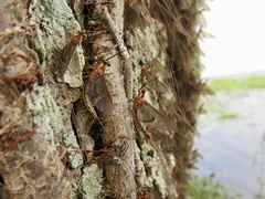 Ephemeroptera