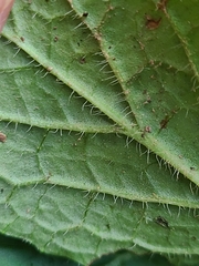 Salvia lyrata