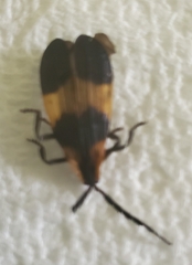 Calopteron