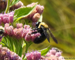 Xylocopa virginica virginica