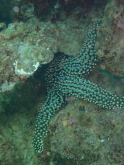 Pisaster giganteus
