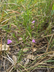 Agalinis tenuifolia