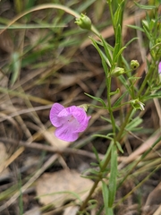 Agalinis tenuifolia