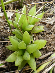Haworthia turgida