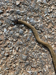 Storeria occipitomaculata