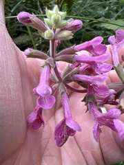 Stachys chamissonis